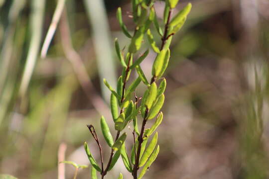 Image of pineland golden trumpet