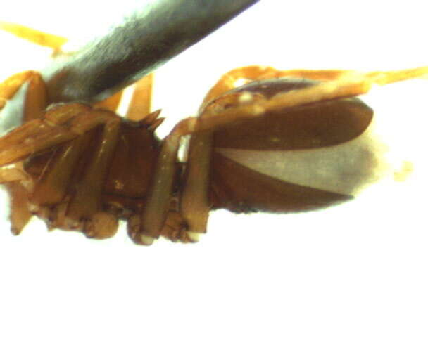 Plancia ëd Neoxyphinus termitophilus (Bristowe 1938)