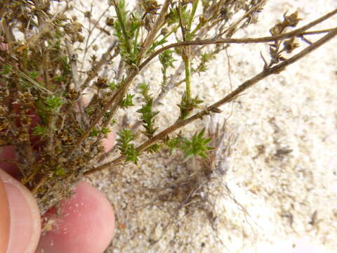 Wahlenbergia adpressa (L. fil.) Sond. resmi