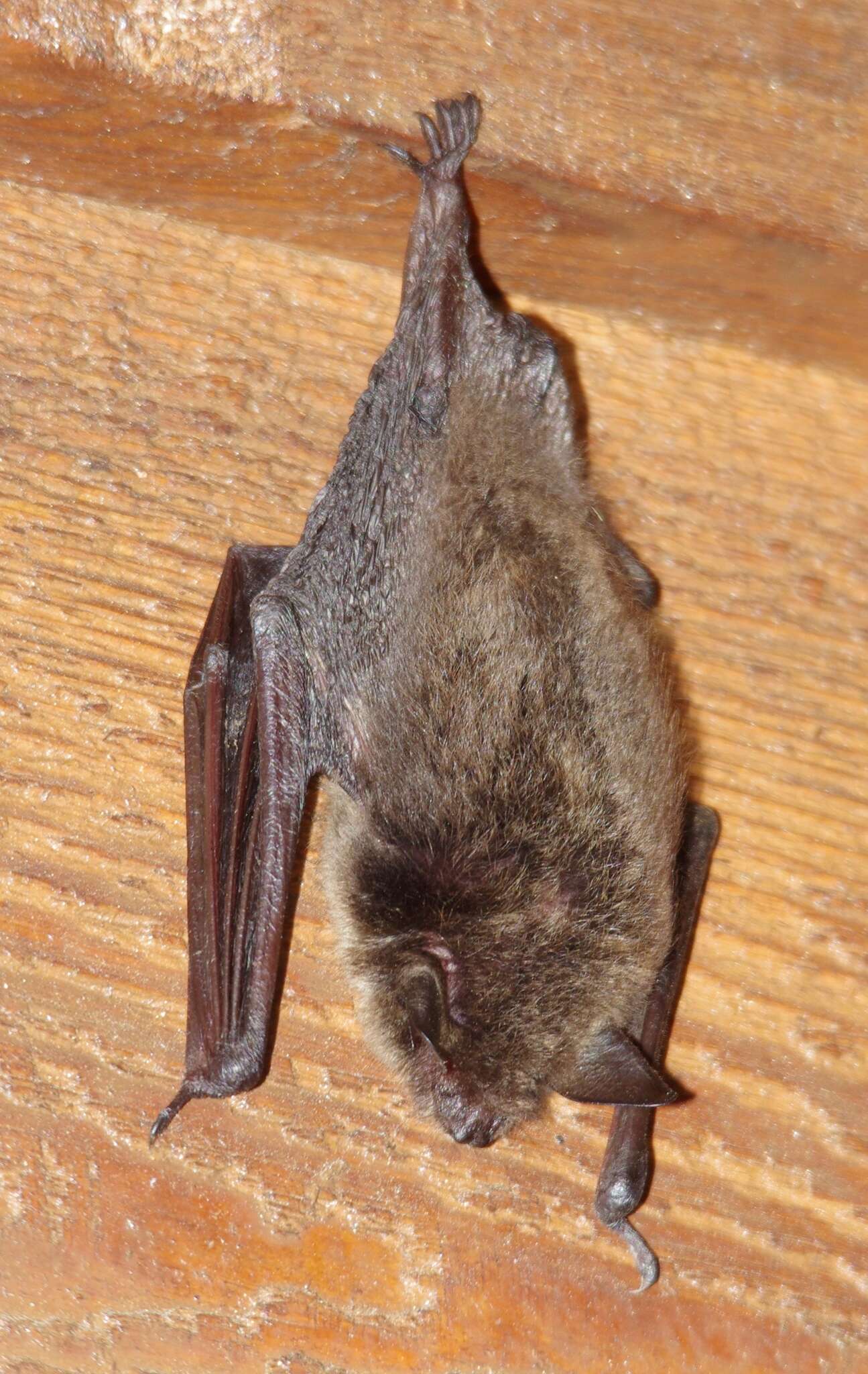 Image of little brown bat