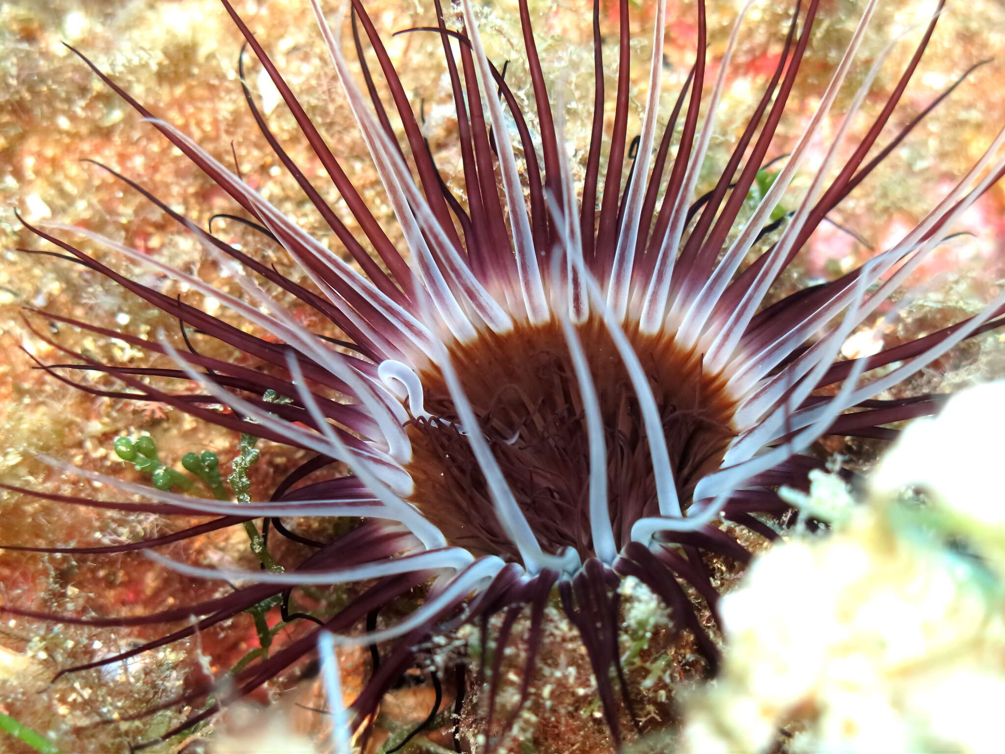 Image of Mediterranean cerianthid