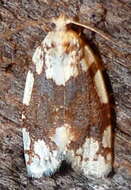 Image de Argyrotaenia alisellana Robinson 1869