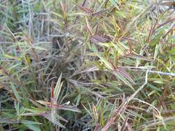 Image of Urochloa serrata