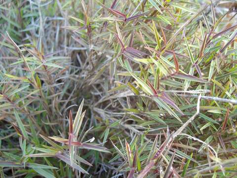 Image of Urochloa serrata