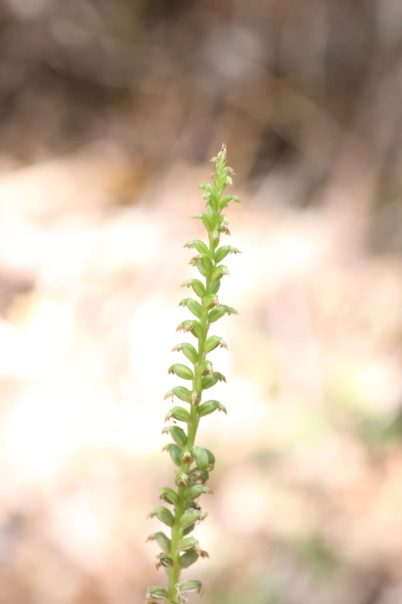 Image of Mignonette orchid