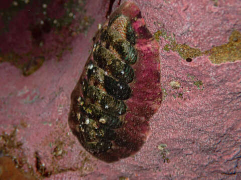 Imagem de Onithochiton quercinus (Gould 1846)