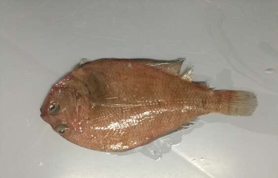 Image of Beach flounder