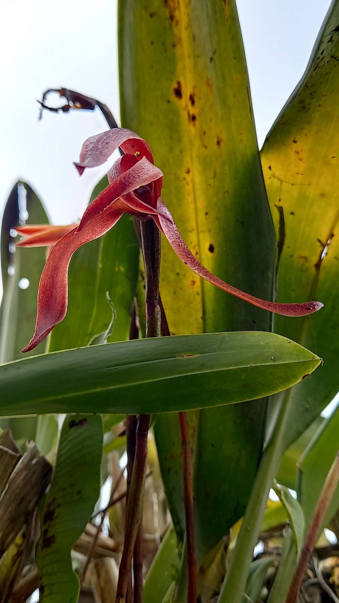 Image of Maxillaria colorata Rchb. fil.