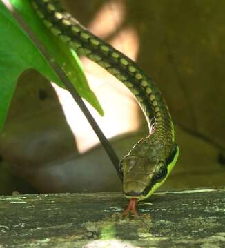 Image de Dendrelaphis kopsteini Vogel & Van Rooijen 2007