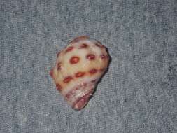 Image of alou rock shell