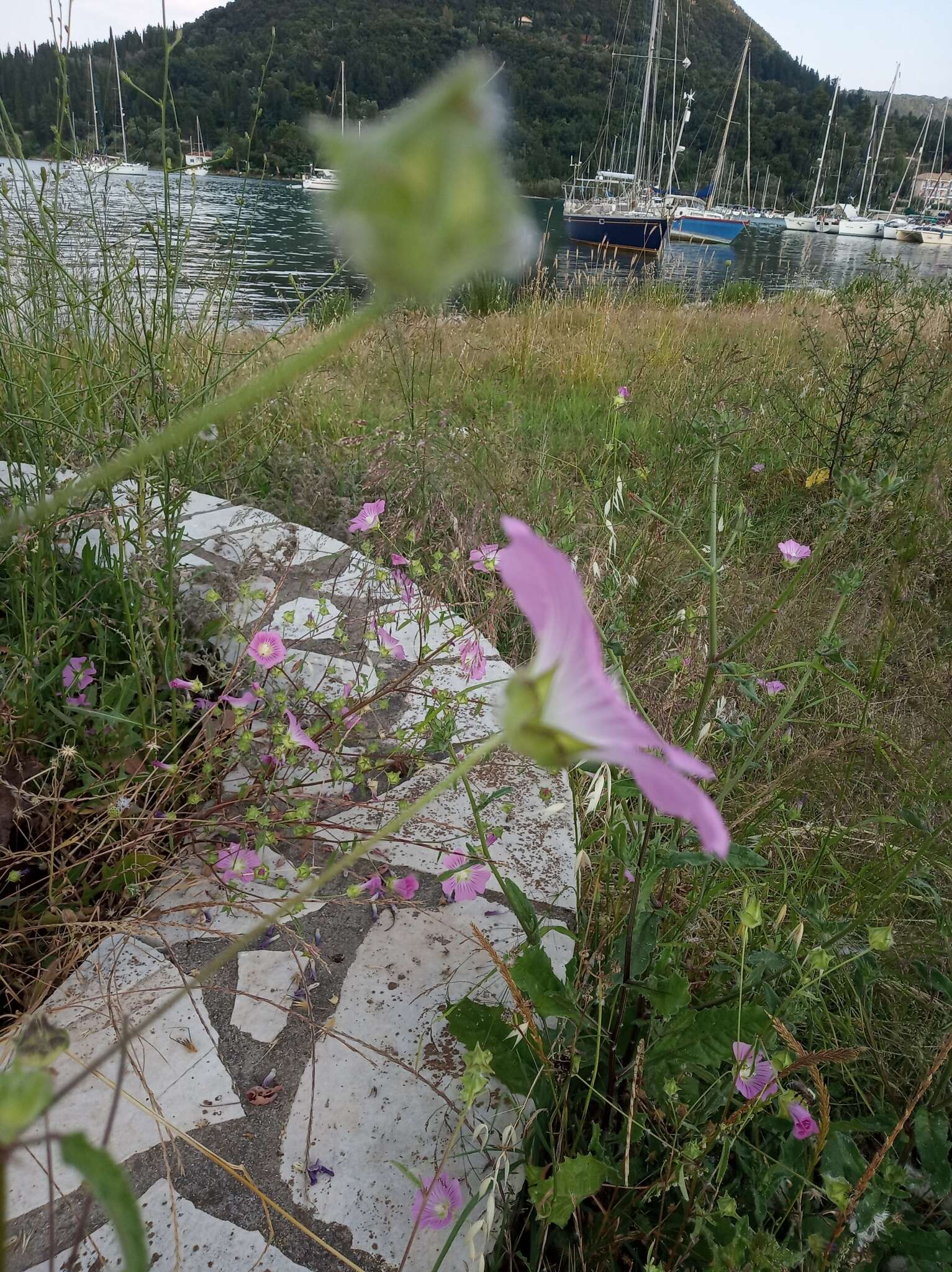 Image of Malva punctata (All.) Alef.