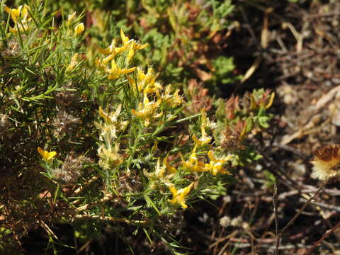 صورة Genista hirsuta M. Vahl