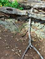 Image of Mangrove Goanna