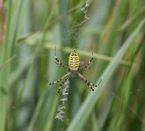 Image of Barbary Spider