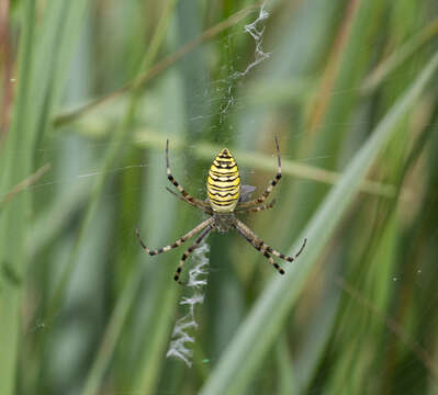 Imagem de Argiope bruennichi (Scopoli 1772)