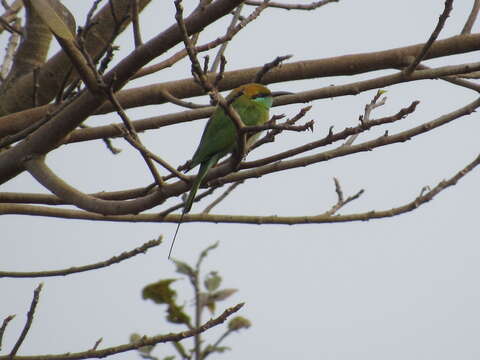 Image of Asian Green Bee-eater