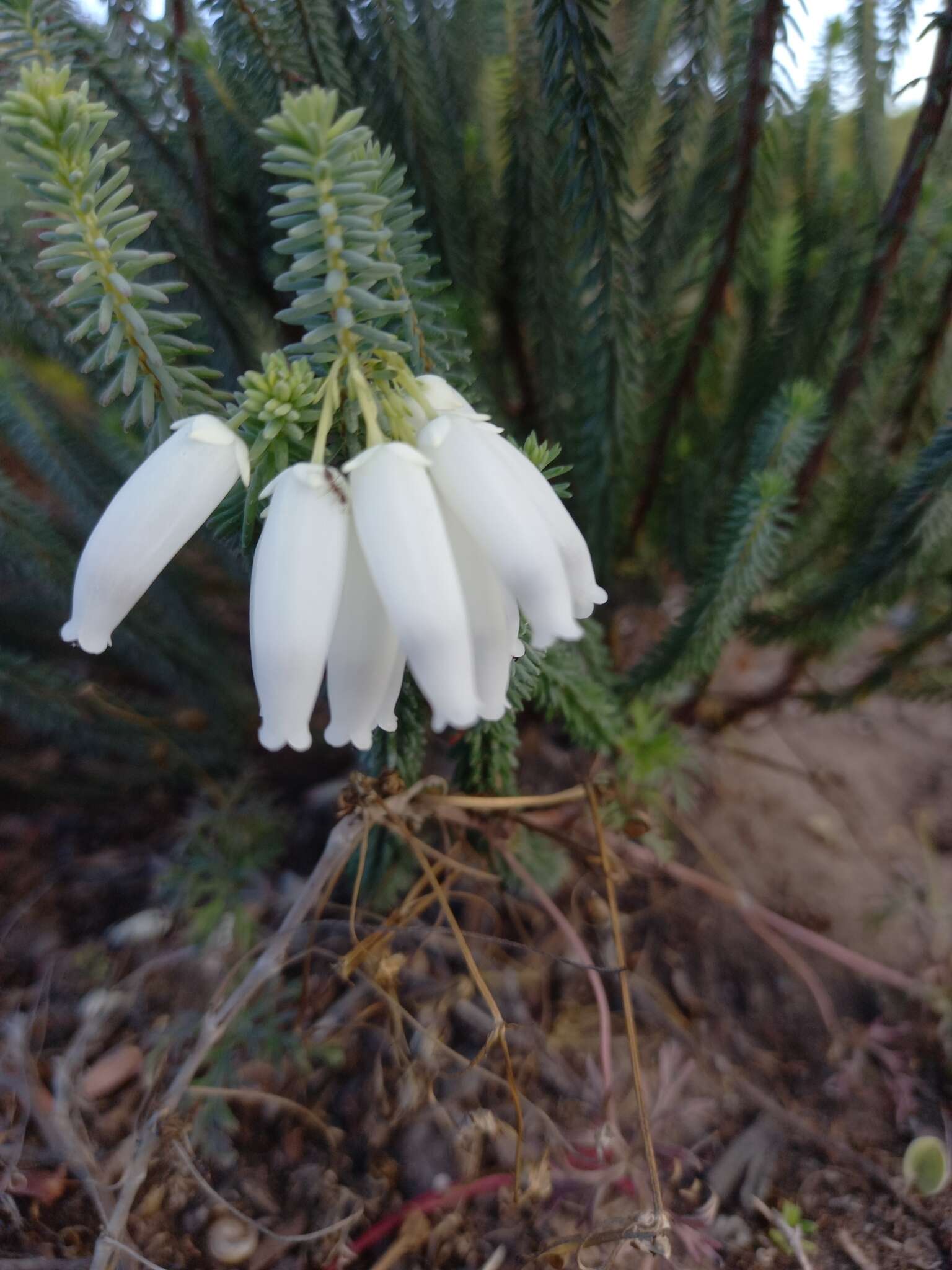 Image of Albertinia Heath