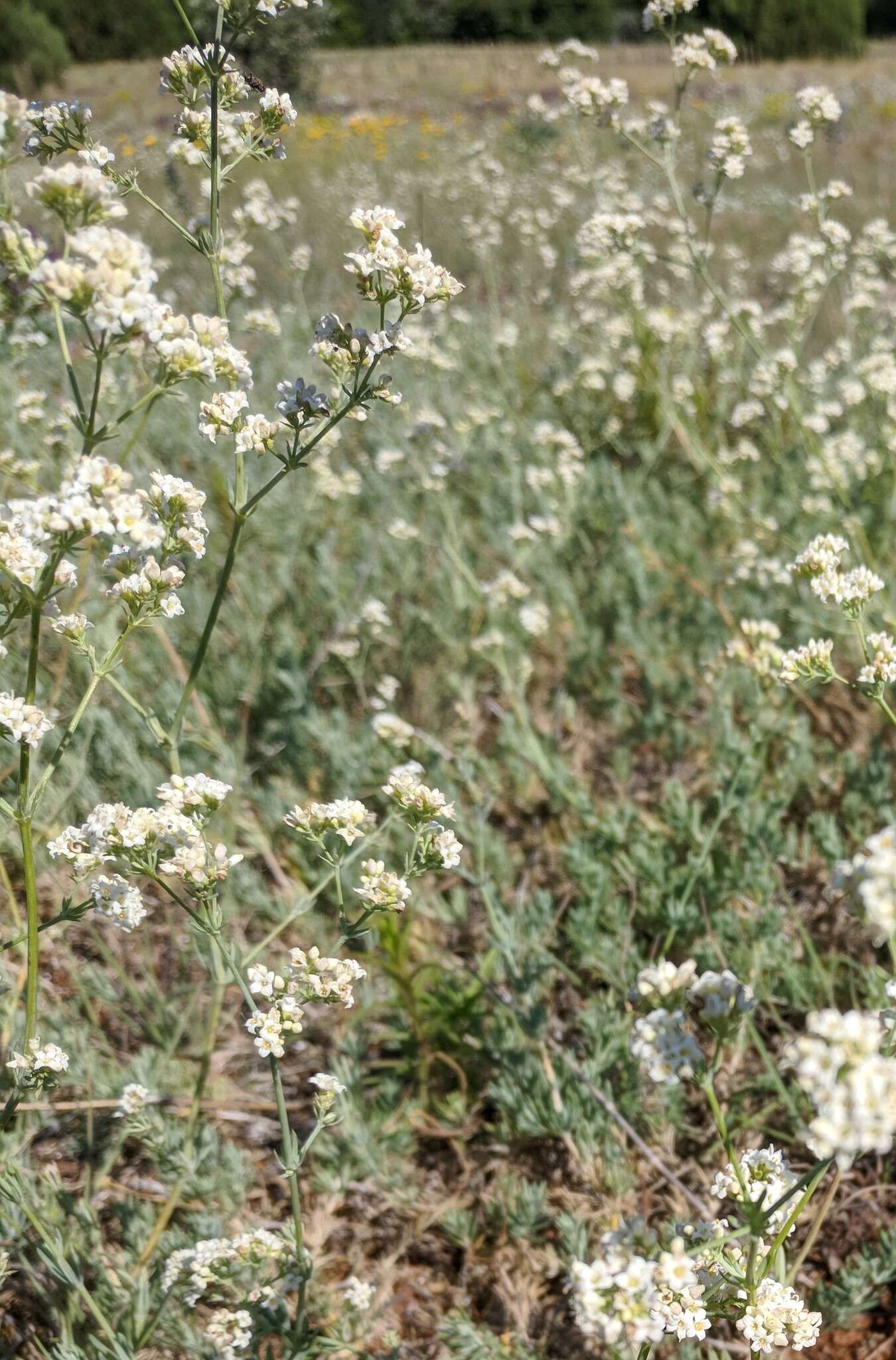 Imagem de Galium xeroticum (Klokov) Pobed.