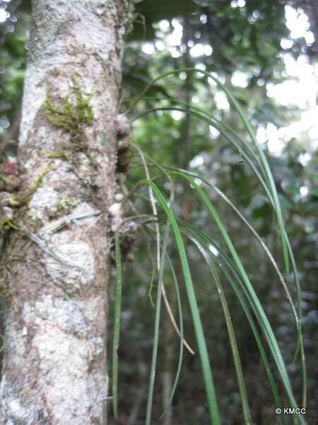 Image of Bulbophyllum leandrianum H. Perrier