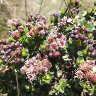 Image of Baccharis arbutifolia (Lam.) Vahl