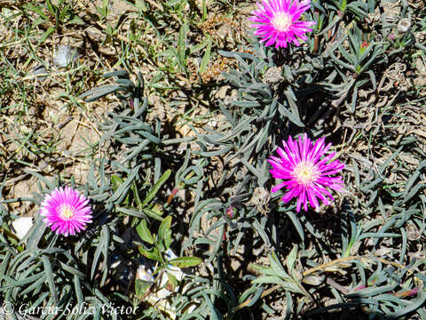 Image of Lampranthus lavisii (L. Bol.) L. Bol.