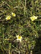 Image of Gentiana scabrida Hayata