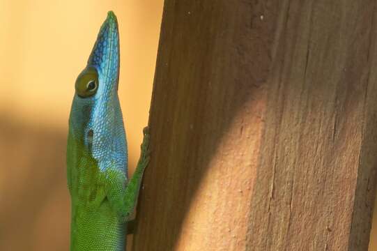 Image of Allison's Anole