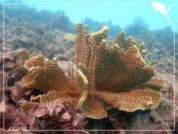 Image of Turbinaria coral