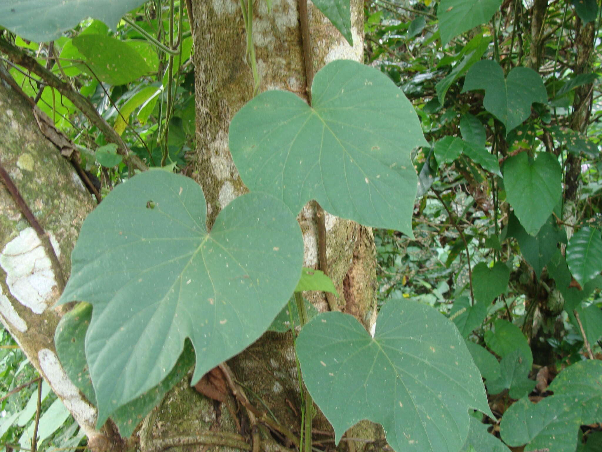 Plancia ëd Ipomoea silvicola House