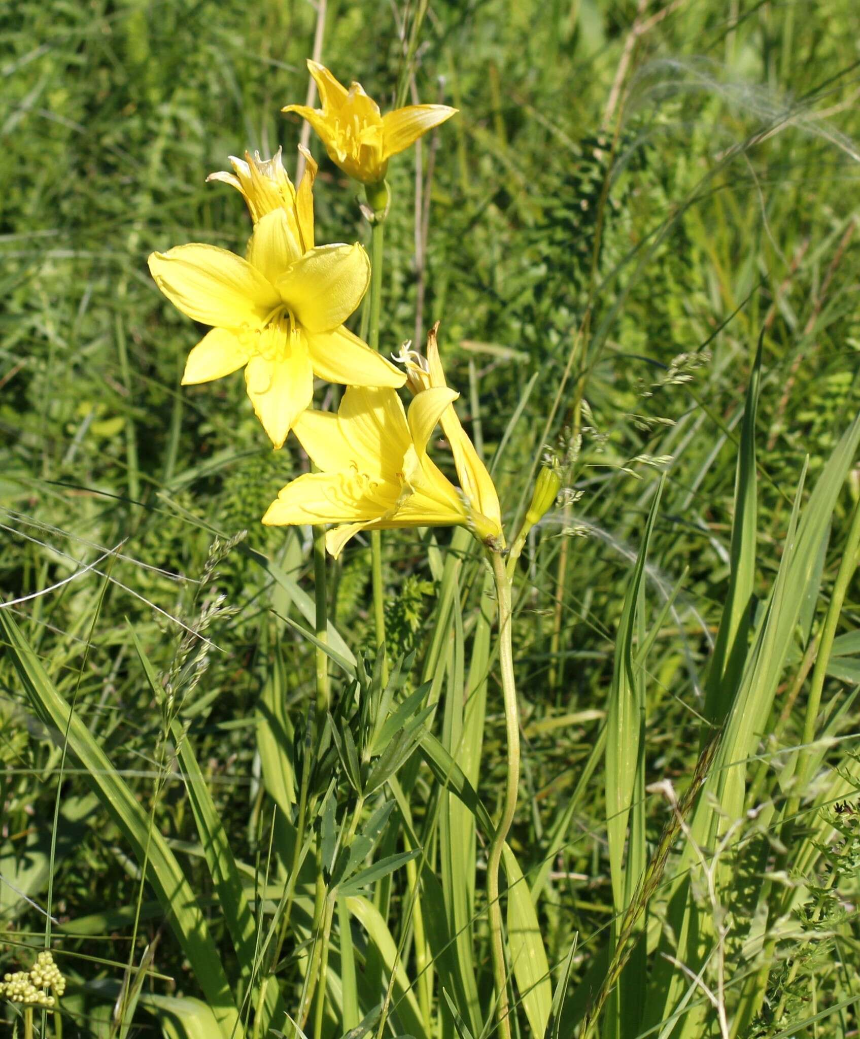 Image of dwarf yellow day lily