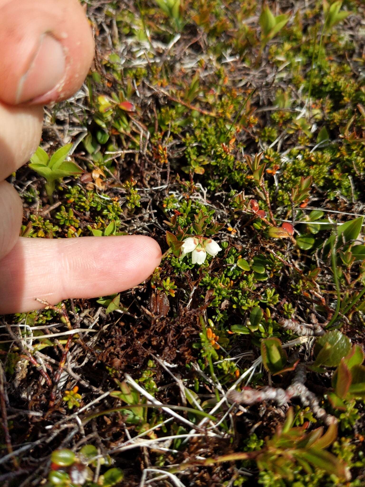 Image of northern blueberry