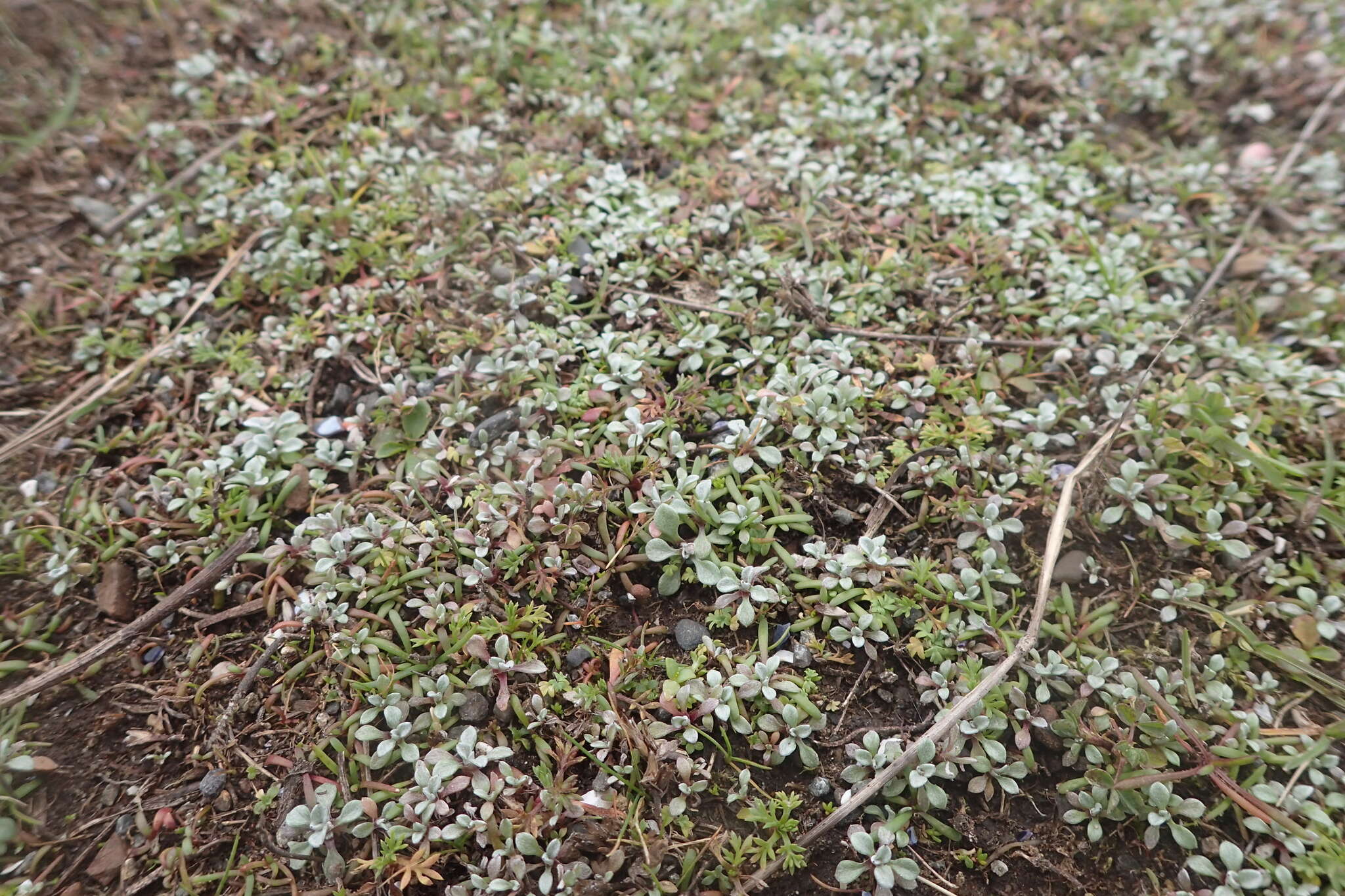 Imagem de Hesperevax sparsiflora var. brevifolia (A. Gray) J. D. Morefield