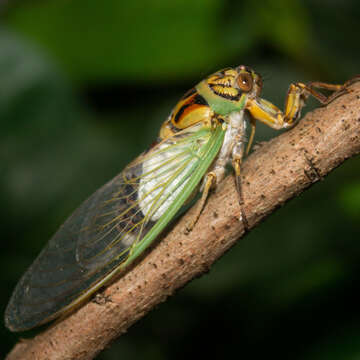 Image of Arunta interclusa (Walker & F. 1858)