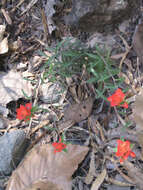 Image of Trans-Pecos Indian paintbrush