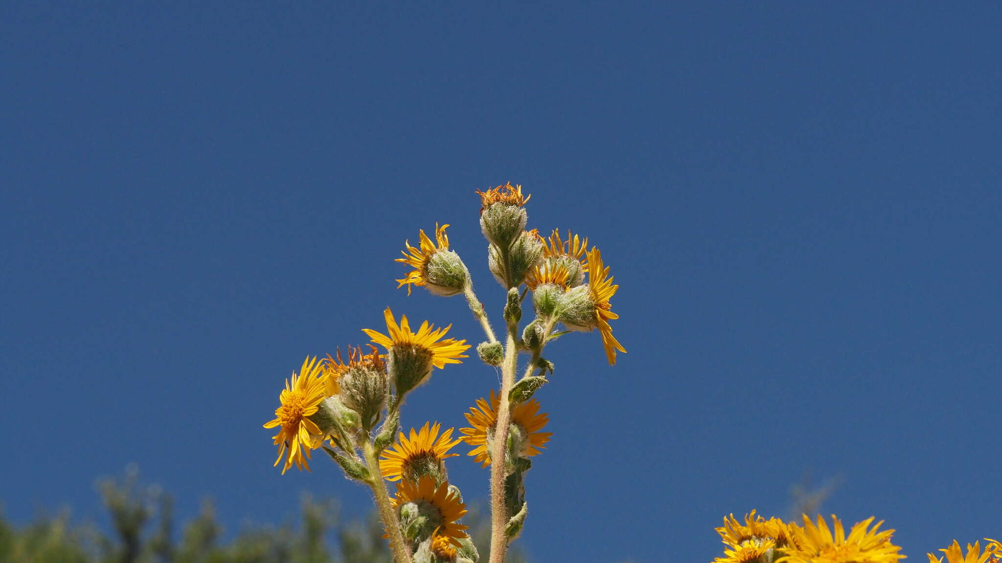 Plancia ëd Hulsea californica A. Gray