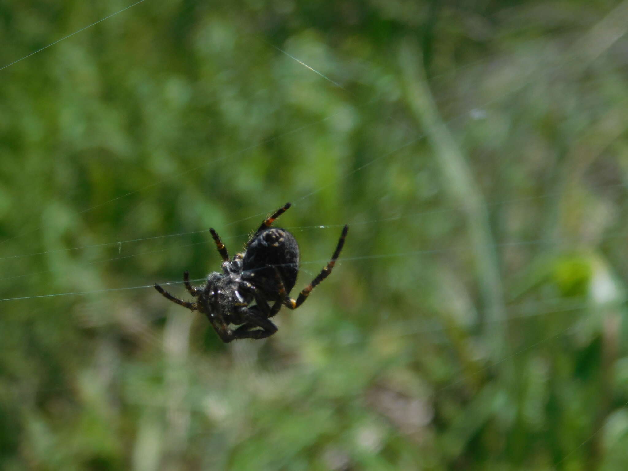 Image of Parawixia bistriata (Rengger 1836)