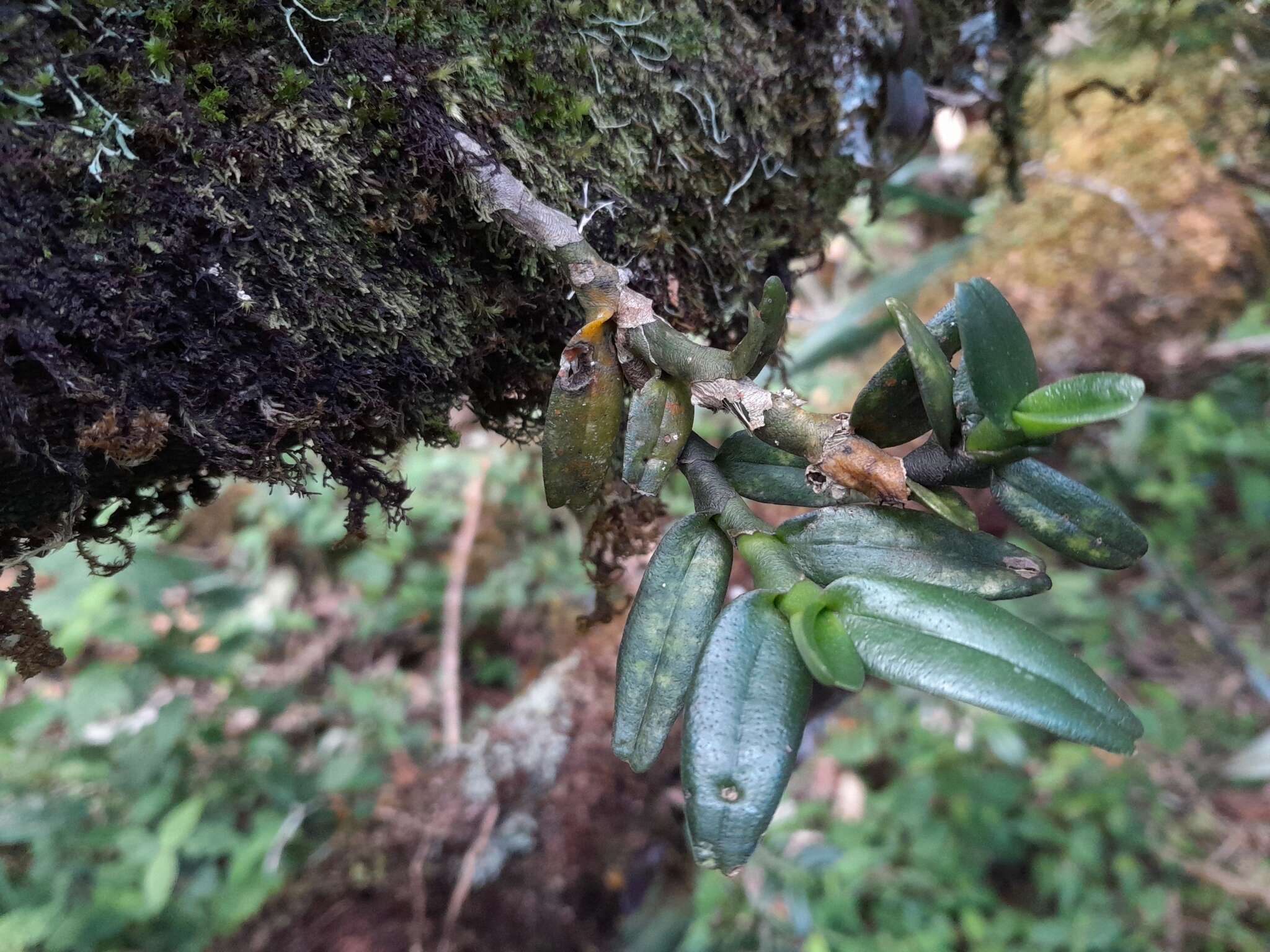 Imagem de Angraecum bicallosum H. Perrier