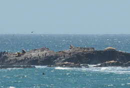 Image of northerns sea lions