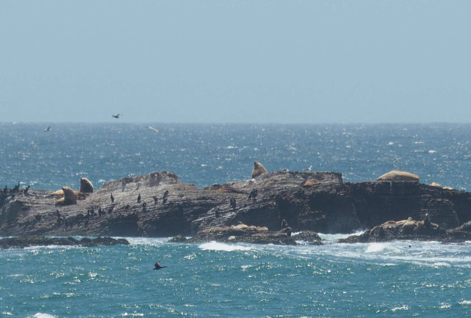 Image of northerns sea lions