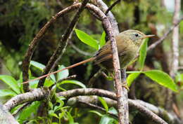 Image of Sylviorthorhynchus desmursii Des Murs 1847