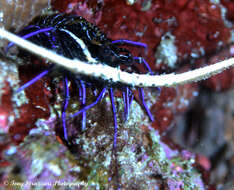 Image of Painted Spiny Lobster