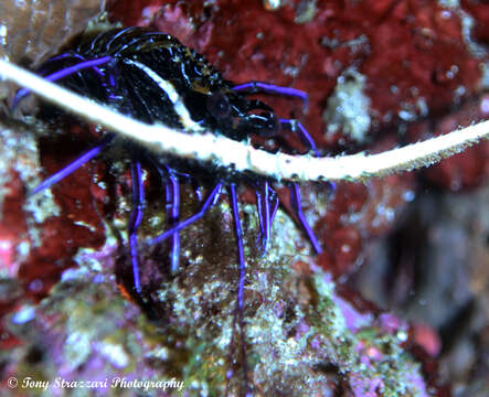 Image of Painted Spiny Lobster