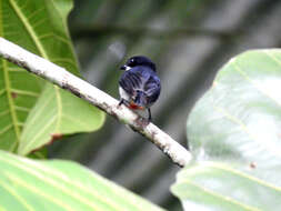 Image of Red-keeled Flowerpecker