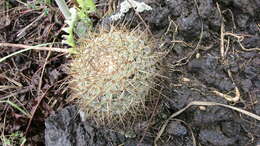 Image de Mammillaria discolor Haw.