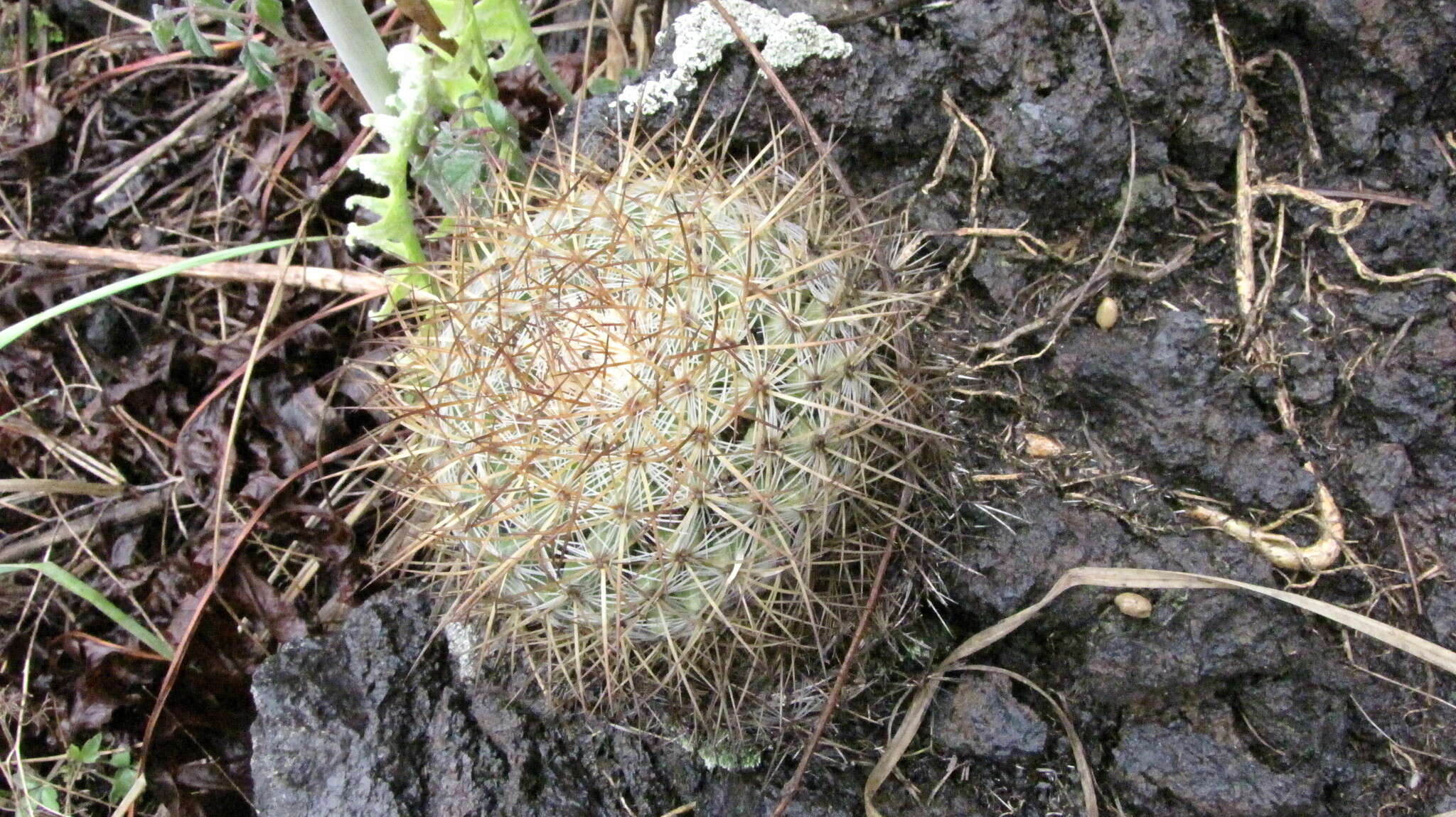 Image de Mammillaria discolor Haw.