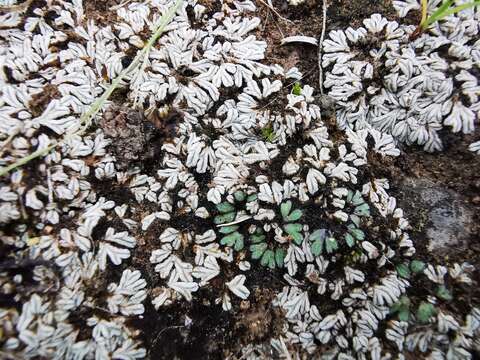 Image of Riccia albida Sull. ex Austin