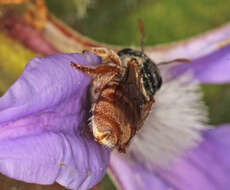 Lasioglossum platychilum Walker 1999 resmi