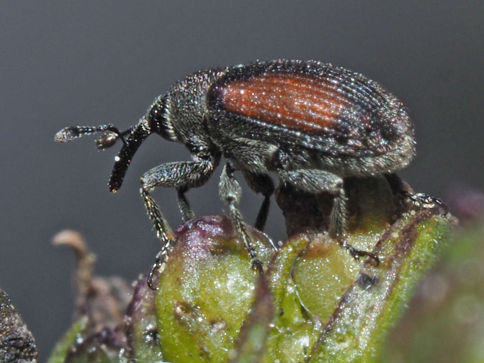 Rhinusa bipustulata (Rossi & P. 1792) resmi