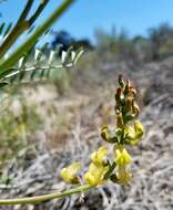 Astragalus douglasii var. perstrictus (Rydb.) Munz & Mc Burney resmi