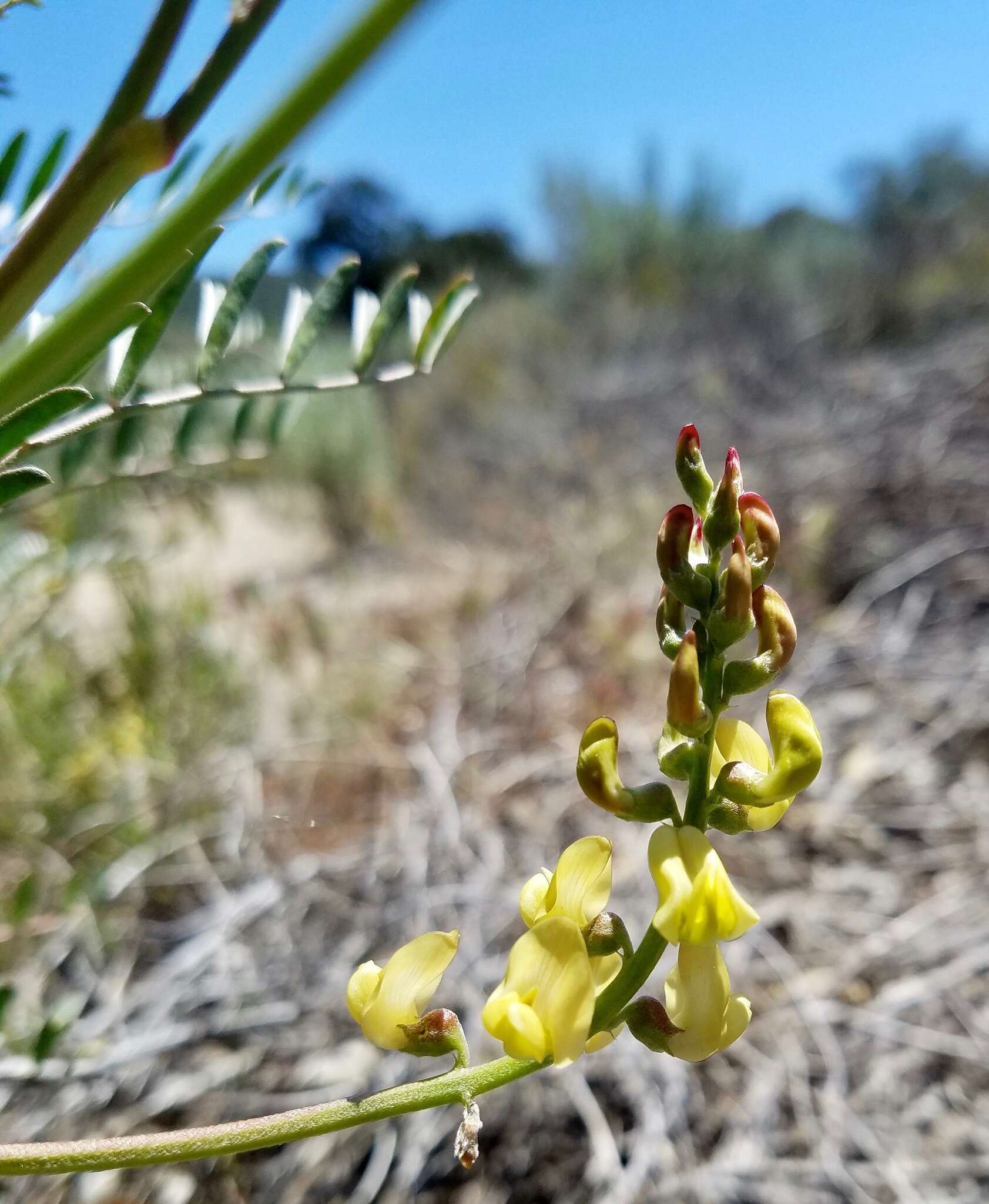 Astragalus douglasii var. perstrictus (Rydb.) Munz & Mc Burney resmi